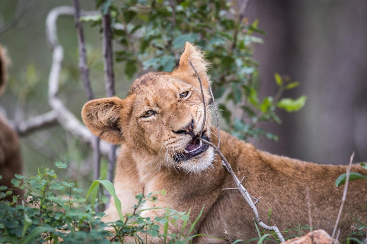 Laluka Safari Lodge - Welgevonden Vadrezervátum Kültér fotó